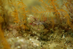 Idiotropiscis lumnitzeri