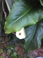 Zantedeschia aethiopica
