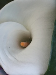 Zantedeschia aethiopica