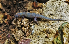 Sphaerodactylus alphus