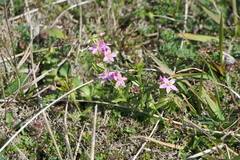 Centaurium littorale