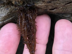 Cumagloia andersonii