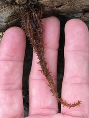 Cumagloia andersonii