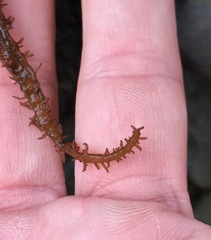 Cumagloia andersonii