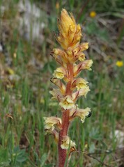 Orobanche amethystea amethystea