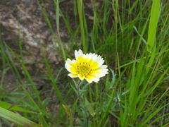 Layia gaillardioides