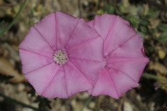 Convolvulus cantabrica