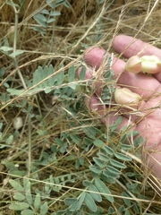 Astragalus douglasii parishii