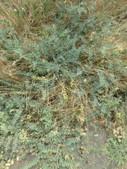 Astragalus douglasii parishii