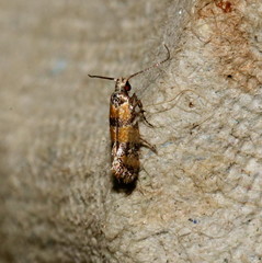 Promalactis lobatifera