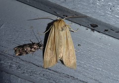 Ichneutica semivittata