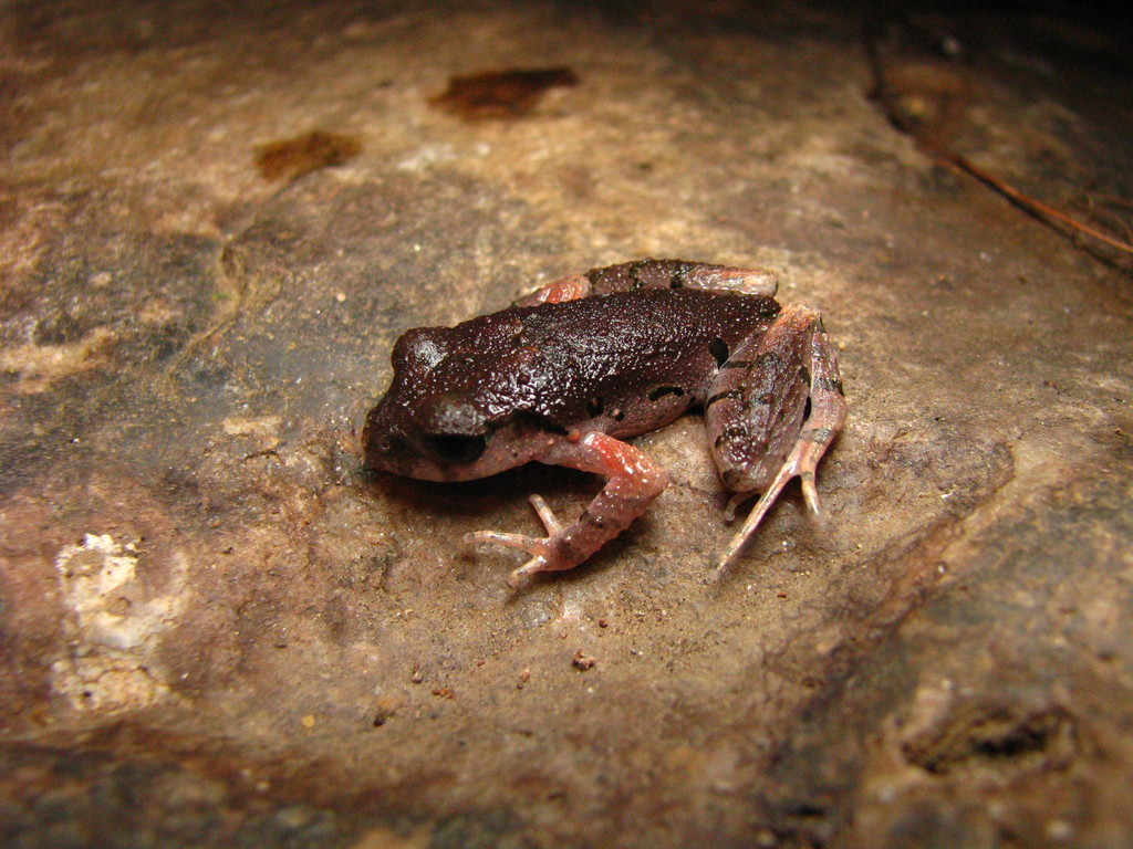 Chiang Mai Leaf Litter Toad