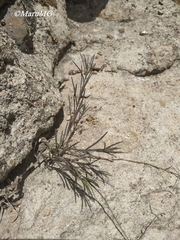 Porophyllum linaria