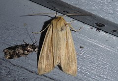 Ichneutica semivittata