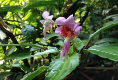 Impatiens alborosea