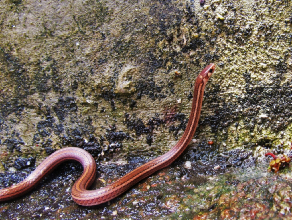 Three-Banded Centipede Snake