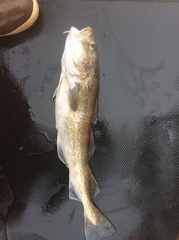 Gadus macrocephalus