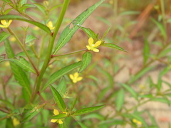 Ludwigia hyssopifolia