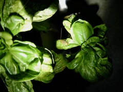 Ectobius vittiventris