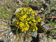 Erysimum franciscanum