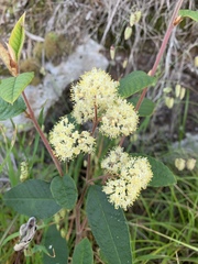 Pomaderris intermedia