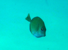 Prionurus maculatus