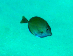 Prionurus maculatus