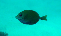 Prionurus maculatus