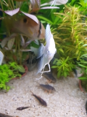 Pterophyllum scalare
