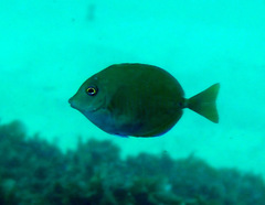 Prionurus maculatus
