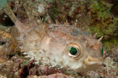 Cyclichthys orbicularis