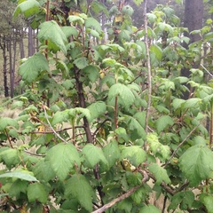 Ribes ciliatum