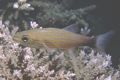 Cheilodipterus artus