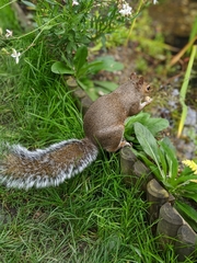 Sciurus carolinensis