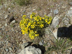 Erysimum franciscanum