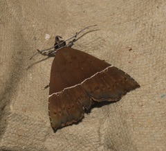 Catada vagalis