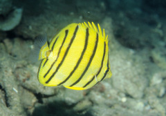 Chaetodon octofasciatus