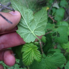 Ribes ciliatum