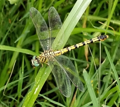 Paragomphus lineatus
