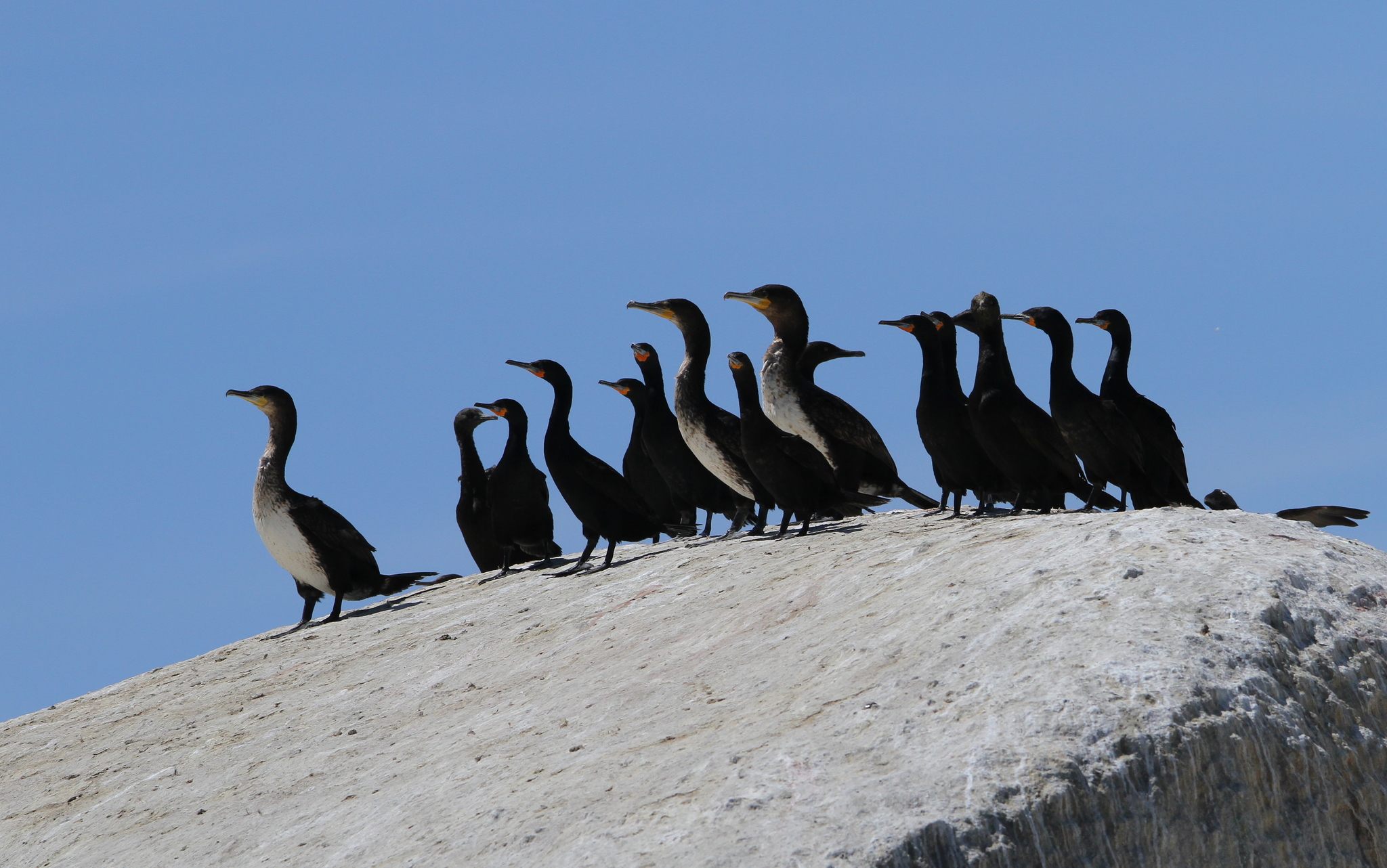 Cape Cormorant illustration