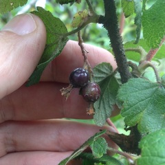 Ribes ciliatum