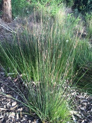 Juncus amabilis