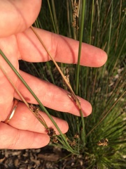 Juncus amabilis