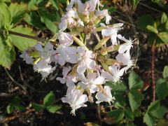 Saponaria officinalis