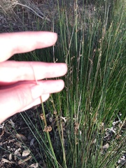Juncus amabilis