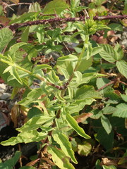 Saponaria officinalis