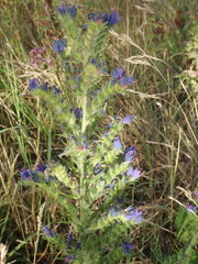 Echium vulgare