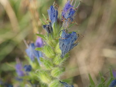 Echium vulgare
