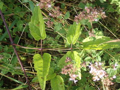 Clematis vitalba