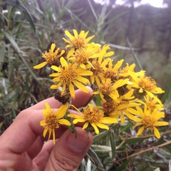 Senecio cinerarioides